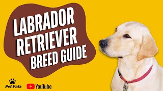 Labrador Retriever  Breed Guide [upl. by Maryjane]