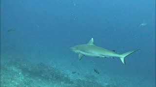 Maldives Sharks Diving Underwater Relaxation [upl. by Jehias230]