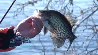 Crappie Fishing the St Johns River  Russ Bailey and Matthew Outlaw [upl. by Ecaj]