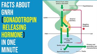 Facts about GnRHGonadotropin Releasing Hormone Under One Minutes  short  biology  drsksingh [upl. by Andromeda357]