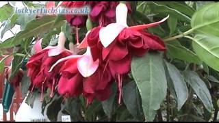 Fascinating Fuchsias [upl. by Zantos]