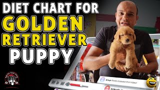 Diet Chart Golden Retriever Full Day of Feeding Puppy amp Adult Dog  Pet Food  Baadal Bhandaari [upl. by Orsino]