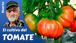 TOMATES COMO PLANTAR Y CULTIVAR TOMATES GROWING TOMATOES [upl. by Ajiak]