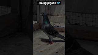 racing pigeon 🐦 ये कोई आम कबूतर nhi है 😱 shorts shortsfeed shortvideo viralshorts facts new [upl. by Treulich]