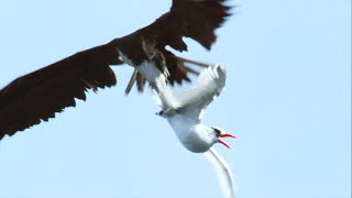 Sea Birds Battle In The Air For Fish  Life  BBC Earth [upl. by Chard]