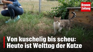 Von kuschelig bis scheu Heute ist Welttag der Katze  kronetv NEWS [upl. by Aranahs]