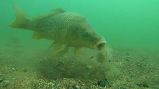 Analyse de CARPE sous leau  Underwater CarpFishing observation Fr [upl. by Sldney]