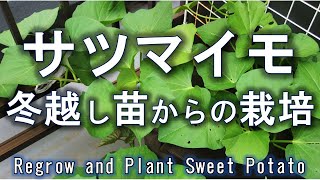 サツマイモ 冬越しした苗からの栽培 Sweet potato planting [upl. by Sarchet]