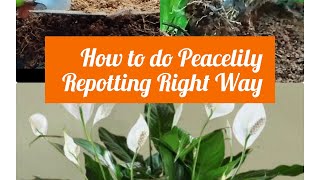 How to Do Repotting Peacelily Right Way peacelilyplant peacelily plantcaretips soilmixture [upl. by Anisamot914]