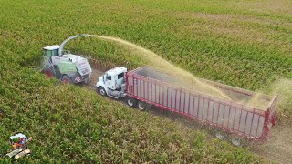 Corn Silage Harvest on the Ohio Indiana Stateline [upl. by Itteb]