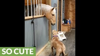 Sweet doggy greets every horse in the stable [upl. by Ender]