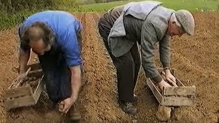 Potatoes being planted in Ireland the old way [upl. by Aleck]