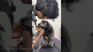 Lhasa Apso hair trimming groomed grooming cuteanimal cute pets [upl. by Nolasba]