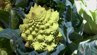 chou Romanesco [upl. by Banyaz887]