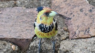 Crested Barbet call  sound [upl. by Blanka]