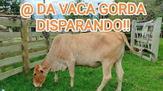 PREÇO da Vaca GORDA Decolandoooo Vendemos VACA GORDA [upl. by Mosnar]