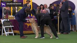 Golden Retriever  Breed Judging 2020 [upl. by Yerffoj]