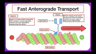 Axoplasmic Transport [upl. by Melany]