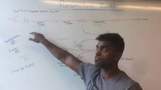 Respiratory Burst amp CGD USMLE MADE EASY [upl. by Nauaj685]