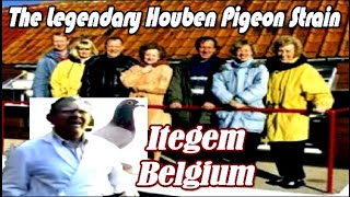 Houben Family Pigeon Strain Itegem Belgium Columbidae [upl. by Carver368]