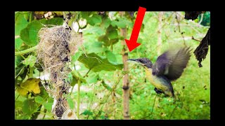 Sunbird nesting full video 😱😱 zoominnature​ [upl. by Aseiram]