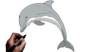 How To Draw a Dolphin  Step By Step [upl. by Pederson997]