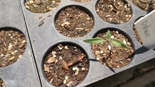 How and When To Transplant Seedlings [upl. by Whitebook370]