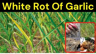 White Rot Of Garlic Symptoms and Management  Krishi Network [upl. by Serg]