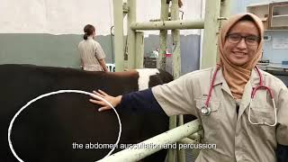 Abdomen Auscultation and Percussion in Cows Bovine [upl. by Bernelle37]