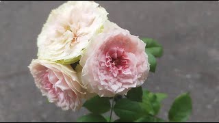 植物小知識67玫瑰（Rosa chinensis） 門廊絨球（Pompon Veranda） [upl. by Ylloj]