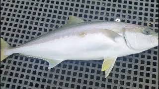 Georges River Fishing I Kingfish amp Flathead [upl. by Wilbert200]