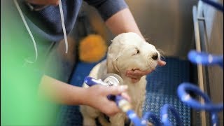 The PuppySpot Process How We Place Healthy Puppies Into Happy Homes [upl. by Gilder]