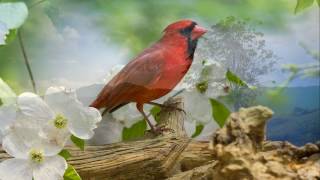 Los Carabajal  Chacarera del Cardenal [upl. by Derfliw]