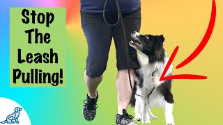 Loose Leash Walking Training  Professional Dog Training Tips [upl. by Akeme]