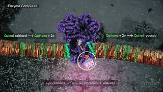 Electron Transport Chain  HHMI BioInteractive Video [upl. by Lanctot]