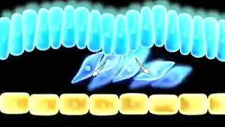 FORMATION OF INTRA EMBRYONIC MESODERM [upl. by Aisatsanna]