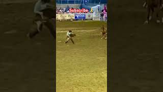 subscribe tiedown roping☺️recommended in USA 🇺🇸 viralshort rodeo rodeo fans [upl. by Dronel955]