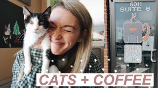 WE WENT TO A CAT CAFE  Cats  Coffee SO MUCH CUTENESS [upl. by Mayap355]