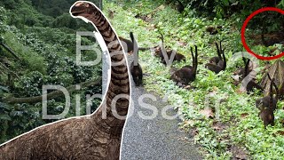 coatis dinosaur [upl. by Hildy766]