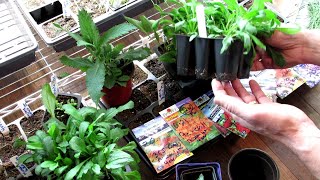 Seed Starting Perennials Indoors All the DetailsStart Early Grow Roots OverSeed amp Divide [upl. by Gayler516]