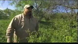 Dogo Argentino hunting wild boars [upl. by Lap]