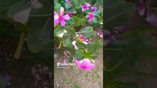 naturebeauty beautiful sadabahar flowers pink medicinal plant [upl. by Lindsy]