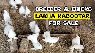 Breeder or chicks lakha kabootar for sale  WhatsApp 03007307978 Multan Cantt [upl. by Nelaf]