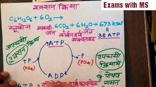 ADP  ATP चक्र  कक्षा 10 विज्ञान  Respiration amp ADP  ATP Cylcle  श्वसन क्रिया [upl. by Atiluj]