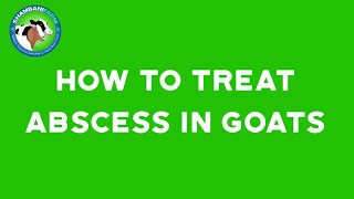 How to treat abscess in goats [upl. by Doralynne]