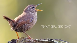 Bird sound  Wren chirping and singing bird call and song [upl. by Hsekin535]