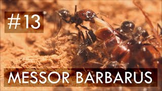 Messor barbarus  13  One Week with a Giant Ant Colony including Snow [upl. by Eedyah]