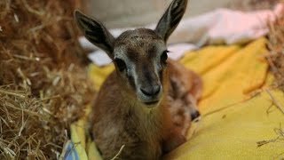 Cute baby Thompsons gazelle handreared [upl. by Emaj]