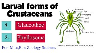 Part8 Larval forms of CrustaceaGlaucothoe and Phyllosoma For Msc Bsc Zoology Students [upl. by Khan995]