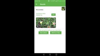 PlantSnap identifies a Hottentot Fig Carpobrotus edulis [upl. by Korb1]